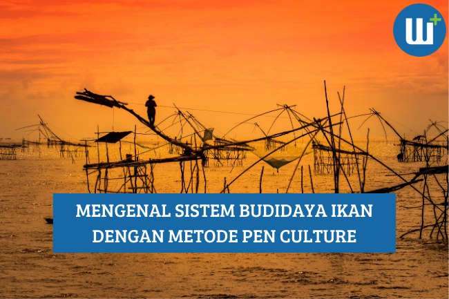 Mengenal Sistem Budidaya Ikan dengan Metode Pen Culture